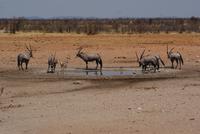 Oryx am Wasserloch