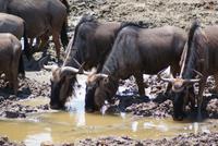 Gnus am Wasserloch