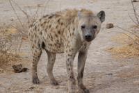 Fleckenhyäne