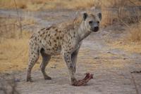 Fleckenhyäne 