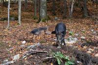 Fahrt durch den Omega-Wildpark