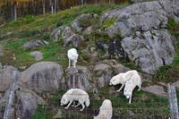 Fahrt durch den Omega-Wildpark