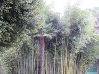 Park Villa Angiolina