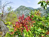 159 Terpentin-Pistazie (Pistacia terebinthus)