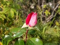199 Damaskusrose  in Agros