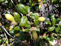 220 Goldeiche oder Erlenblättriche Eiche