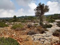 239 Durch die Magia zur Avagas Schlucht