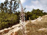 251 Blühende Meereszwiebeln