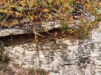 274 Schleuderschwanzagame in der Felsspalte