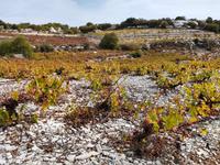 279 Weingärten oberhalb von Pano Panagia