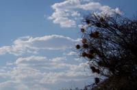 Pirschfahrt - Webervögelnester