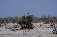 Etosha-Nationalpark - Ich seh etwas, was Du nicht siehst