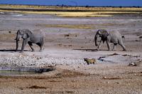 vor den Elefanten hat die Löwin Respekt