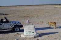 Junglöwe auf den Weg zum Wasserloch