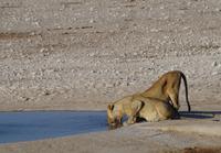 männliche Junglöwen an der Aqua-Bar