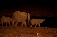 Okaukuejo Camp - abends am Wasserloch