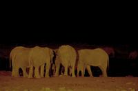 Okaukuejo Camp - nachts am Wasserloch