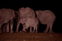 Okaukuejo Camp - nachts am Wasserloch
