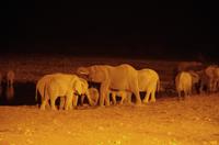 Okaukuejo Camp - nachts am Wasserloch