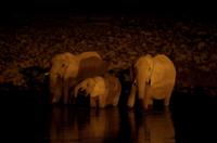 Okaukuejo Camp - nachts am Wasserloch