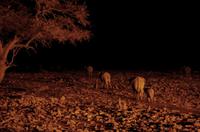 Elefantenherde auf dem Rückmarsch