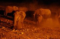 und wirbeln jede Menge Staub auf