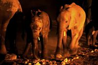 Okaukuejo Camp - nachts am Wasserloch