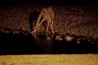 Okaukuejo Camp - noch später am Wasserloch