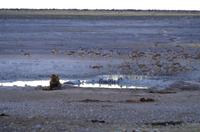 Etosha-Nationalpark - morgens am Wasserloch