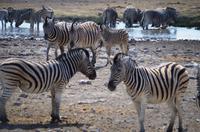 Etosha-Nationalpark - Zebras im Gespräch