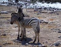 Etosha-Nationalpark - Gedankenpause