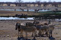 Etosha-Nationalpark - besetztes Wasserloch Rietfontein