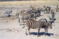 Etosha-Nationalpark - Zebras