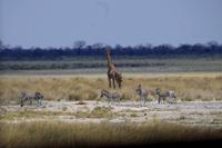 Etosha-Nationalpark - Giraffe mit Zebras