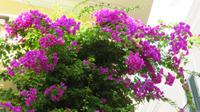 Bougainvillea