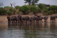 Bootsfahrt auf dem Okawango - Elefantentreffen