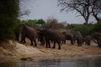 Bootsfahrt auf dem Okawango - Rückzug der Giganten