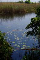 Namushasha River Lodge am Kwando - Spaziergang im Kwando-Delta