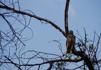 Bootsfahrt im Kwando-Delta - grüner Reiher