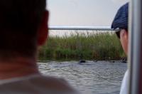 Bootsfahrt im Kwando-Delta - Vorsicht, Hippo-Blockade