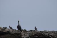 Ballestas
