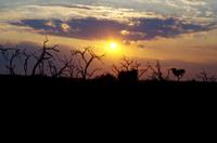 Chobe-Nationalpark - Sonnenaufgang