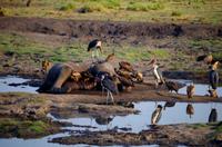 Chobe-Nationalpark - toter Elefant