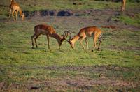 Chobe-Nationalpark - Sturm und Drang bei den Impala-Böcken