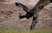 Bootsfahrt auf dem Chobe - Graufischer