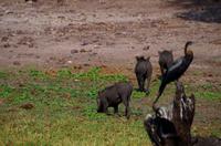 Bootsfahrt auf dem Chobe - Schlangenhalsvogel und Warzenschweine