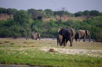 Bootsfahrt auf dem Chobe - Elefanten
