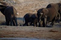 Bootsfahrt auf dem Chobe - Elefanten im Schlammloch