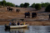 Bootsfahrt auf dem Chobe - Elefanten