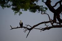 Bootsfahrt auf dem Chobe - Schreiseeadler